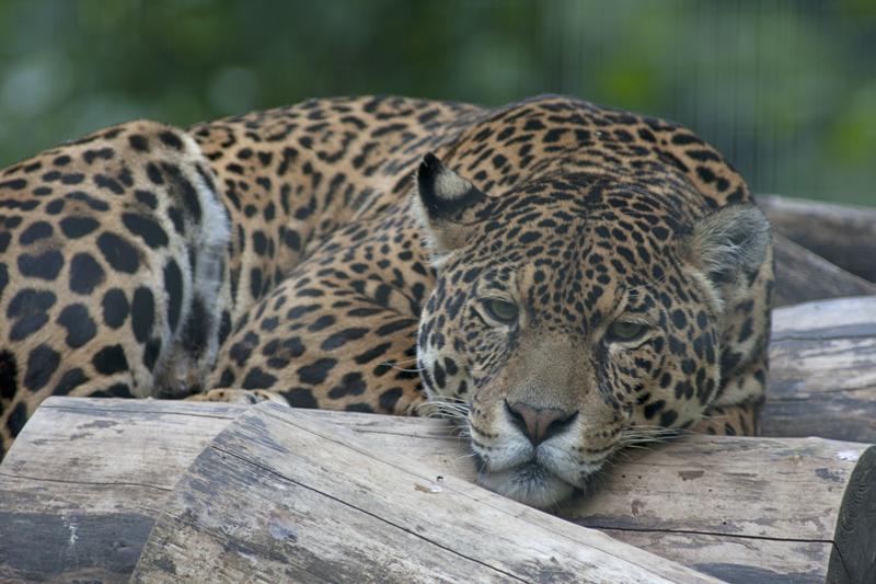 Cjp_2011_08_03_092058 (2).jpg